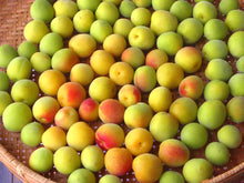 Load image into Gallery viewer, TOROTORO NO UMESHU 1800ml