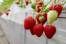 Load image into Gallery viewer, OKAZAKI STRAWBERRY 720ml